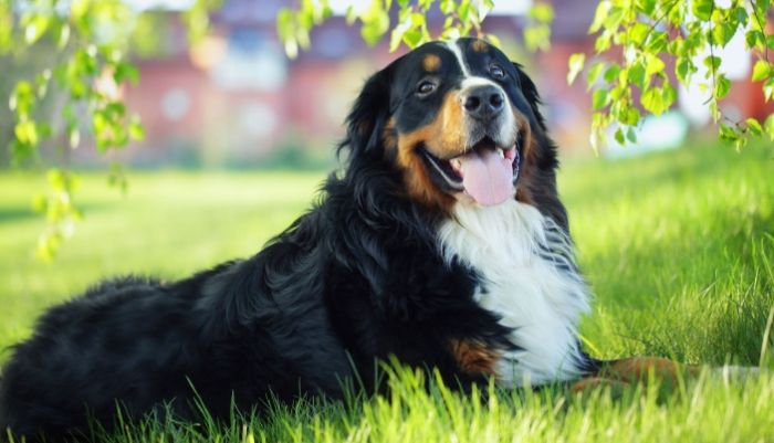 中型犬成長階段