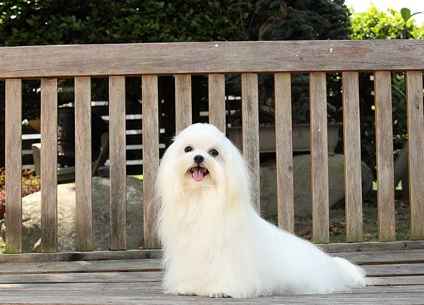 瑪爾濟斯犬健康