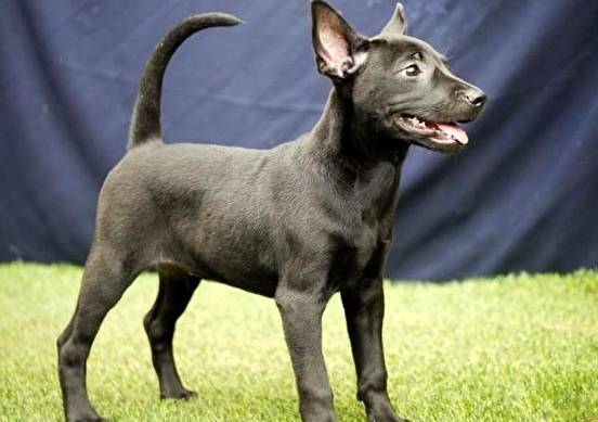 台灣土狗平均壽命