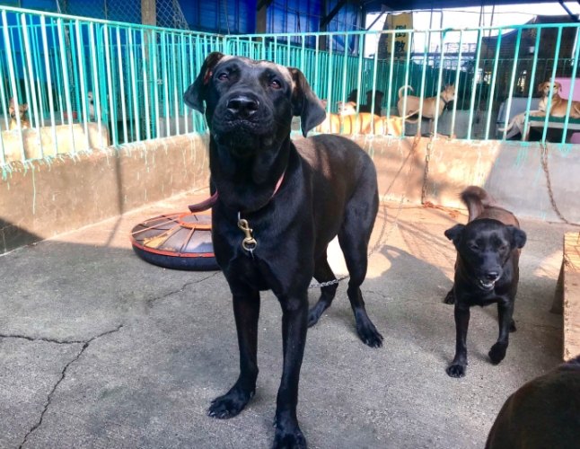 如何延长高山犬壽命