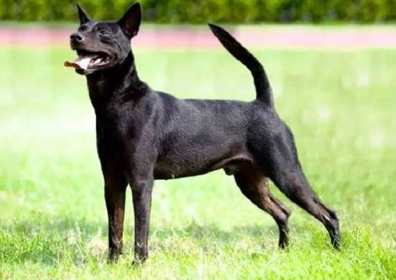 如何延長台灣土狗壽命