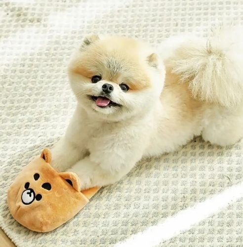 小型犬品種介紹