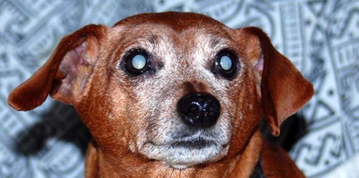 狗狗白內障症狀 狗狗白內障症狀