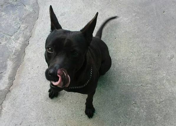 如何延長台灣土狗壽命