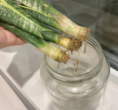 虎尾蘭水培方法