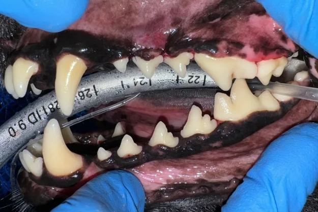 狗狗洗牙多久一次