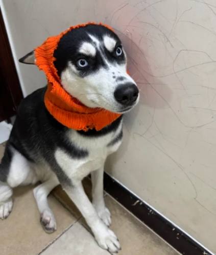 哈士奇飼養指南