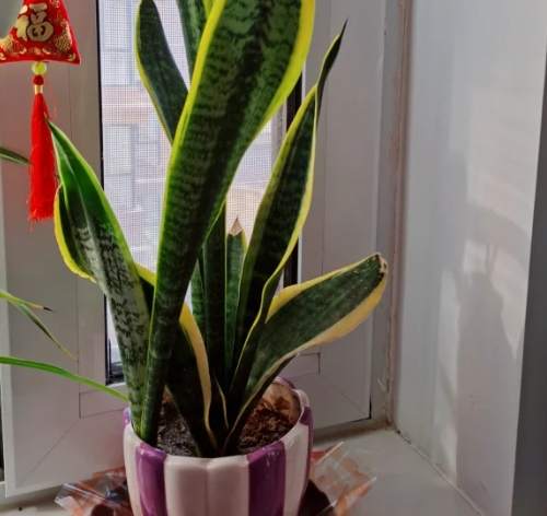 虎尾蘭用土選擇