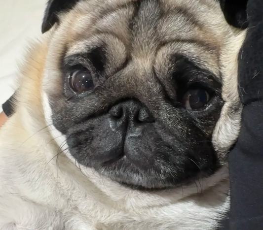 巴哥犬健康照護