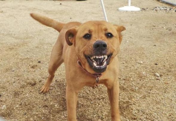 狗吠叫解決方法