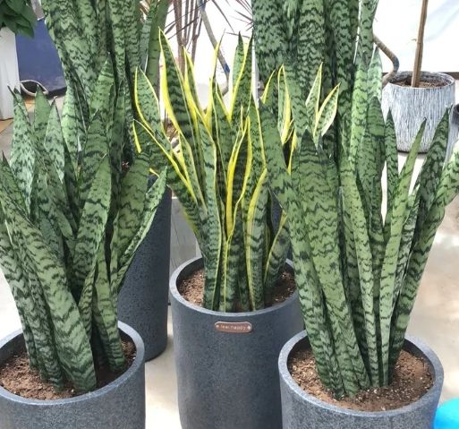 虎尾蘭栽培介質