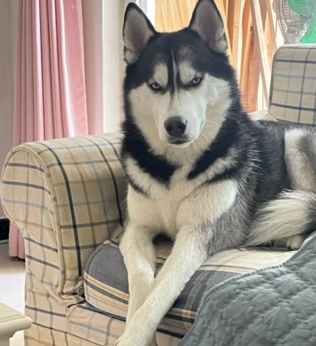 養哈士奇要注意什麼