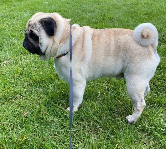 巴哥犬健康問題