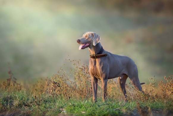 中型犬年齡換算
