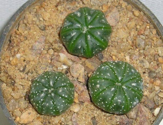 耐陰仙人掌品種