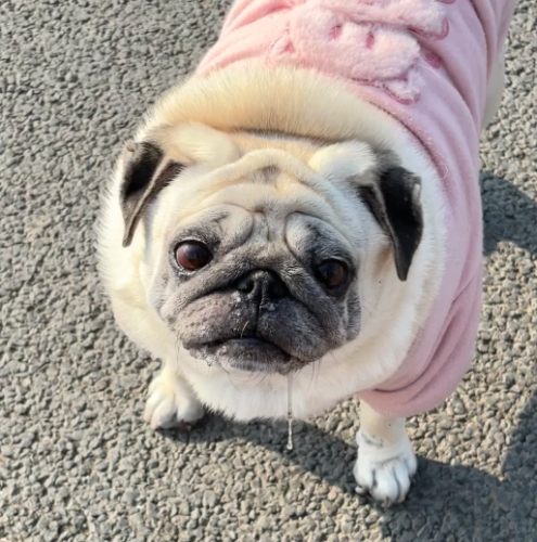 巴哥犬飼養成本