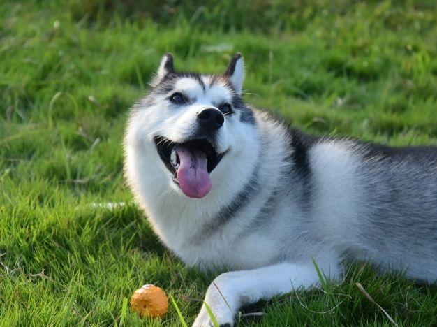 哈士奇飼養指南