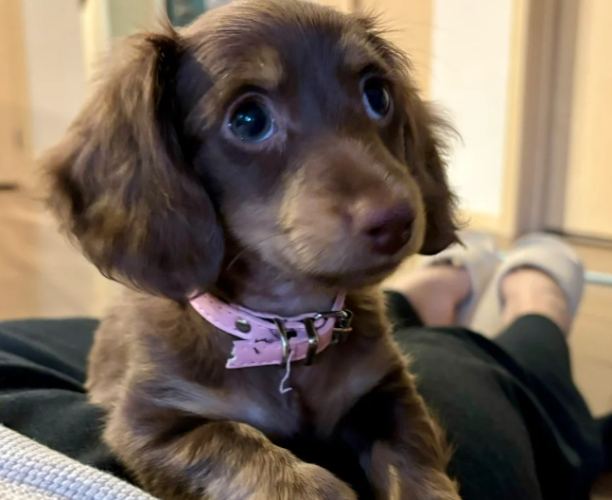 延長臘腸狗壽命