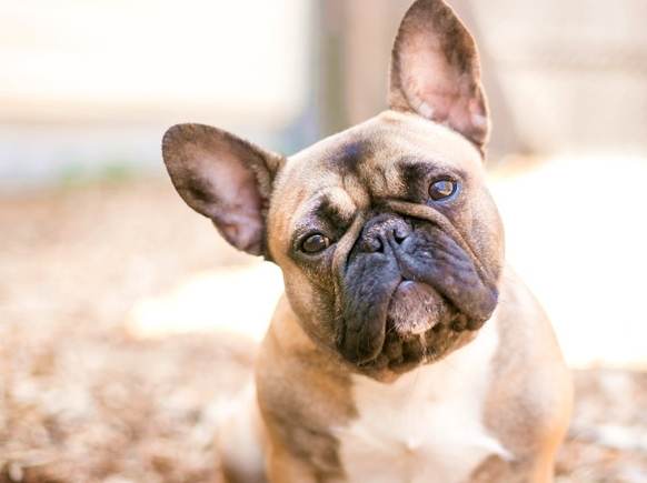 法國鬥牛犬性格