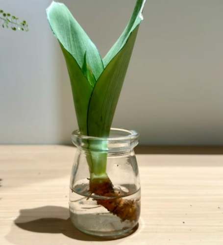 虎尾蘭爛根水培