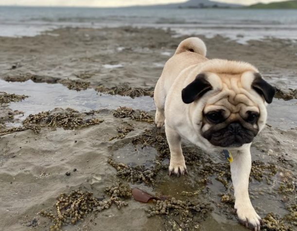 巴哥犬訓練方法