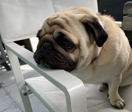 巴哥犬照顧困難