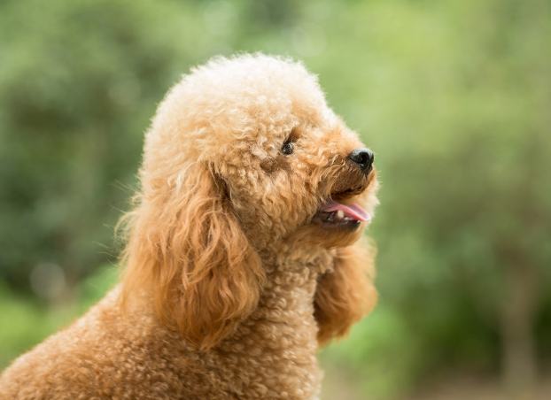 貴賓狗健康問題