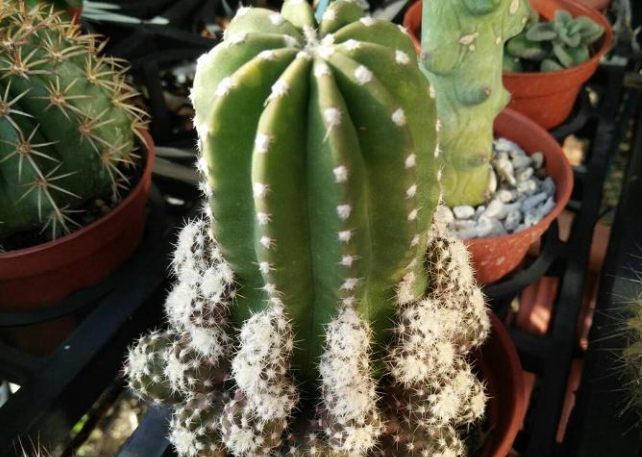 耐陰仙人掌照顧