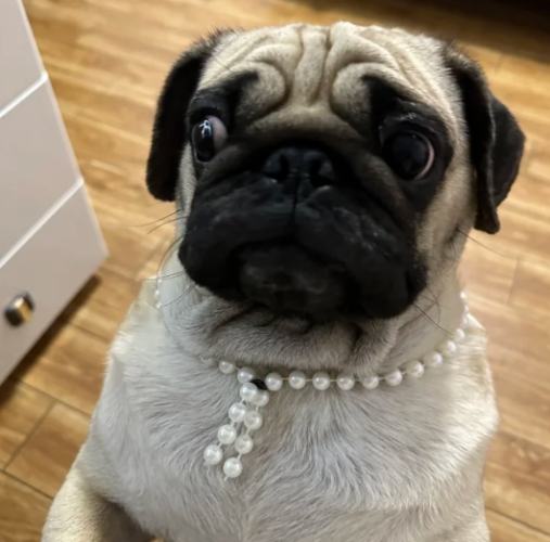 巴哥犬飼養指南