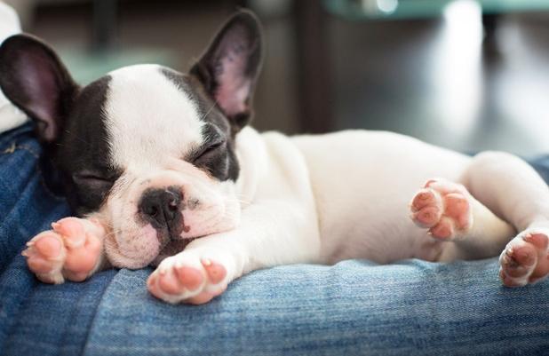 法國鬥牛犬性格