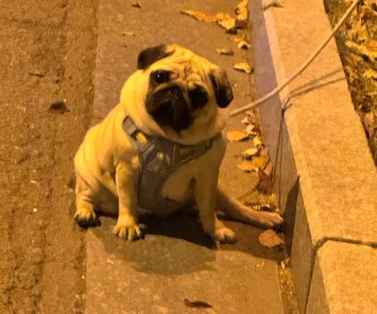 巴哥犬飼養成本