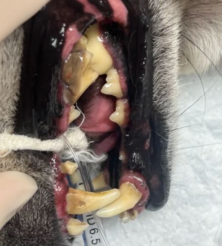 狗狗牙結石治療