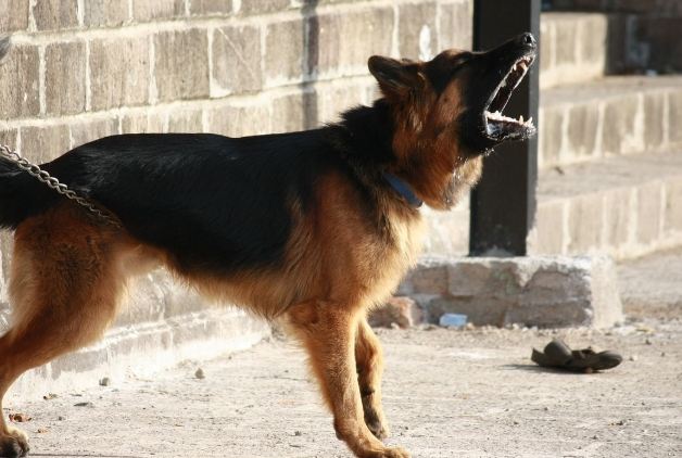 狗吠叫解決方法