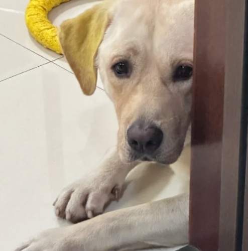 狗狗盯著主人原因