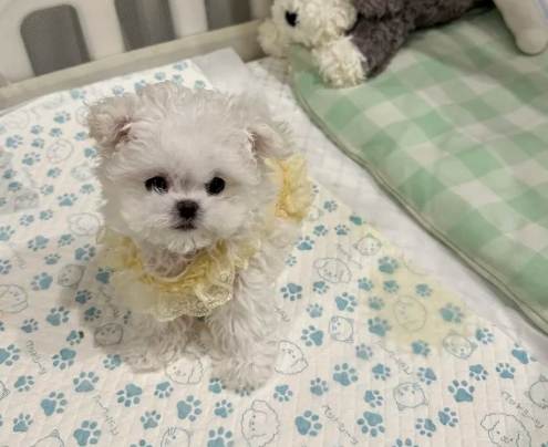 茶杯犬健康問題