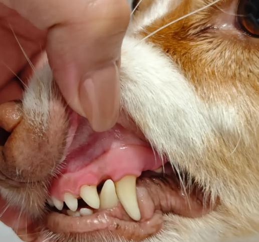 寵物口腔護理