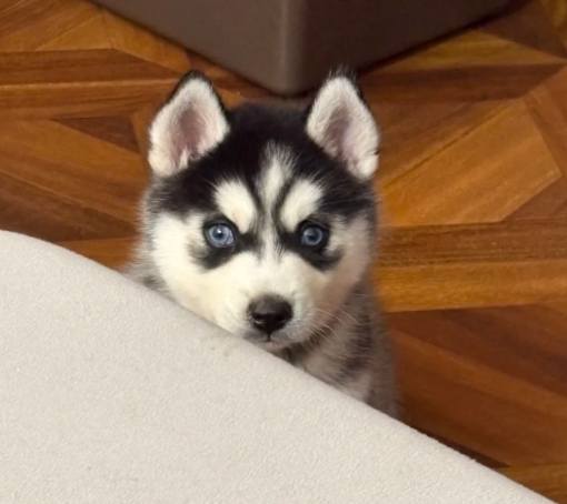 哈士奇照顧技巧