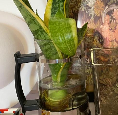 虎尾蘭水培方法