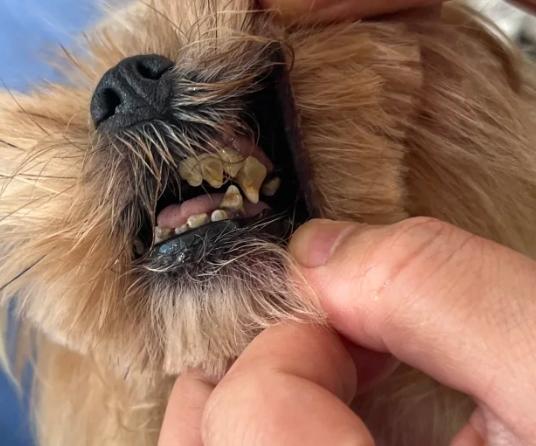 狗狗牙結石
