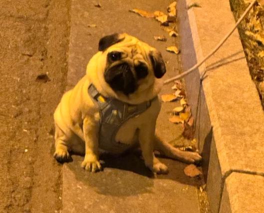 巴哥犬飼養指南