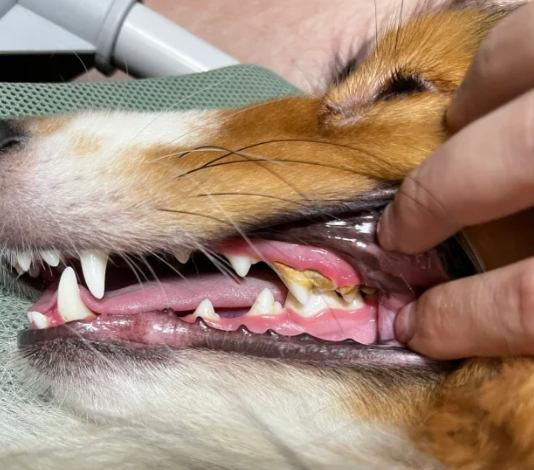 狗狗牙結石