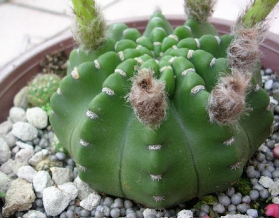 耐陰仙人掌品種