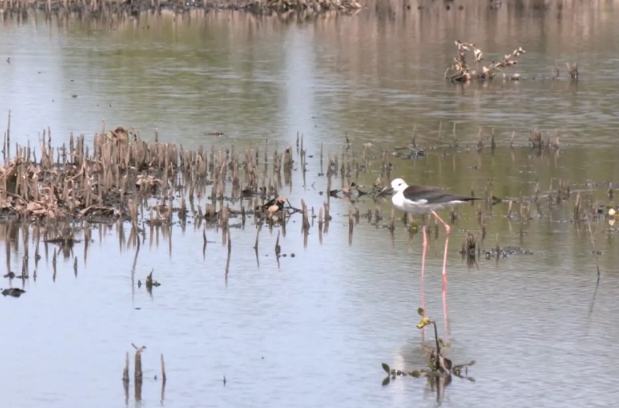 云林海線景點 云林海線景點