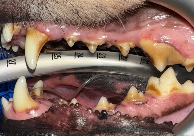 狗狗洗牙多久一次