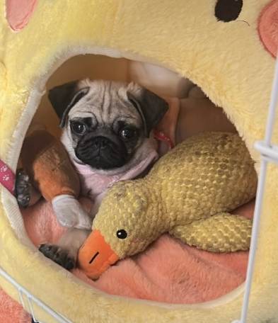 巴哥犬訓練方法