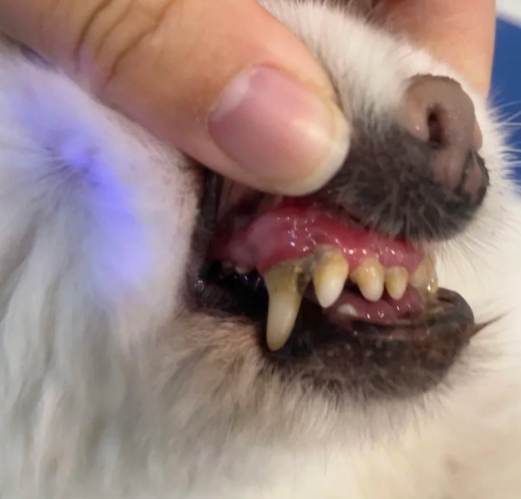 狗狗牙結石治療