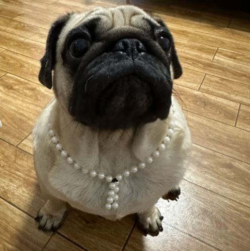 巴哥犬健康問題