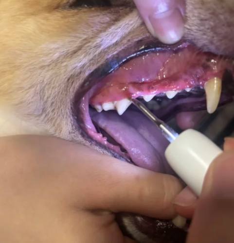 狗狗牙齒護理