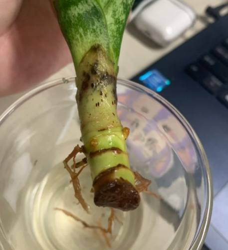 虎尾蘭水培方法