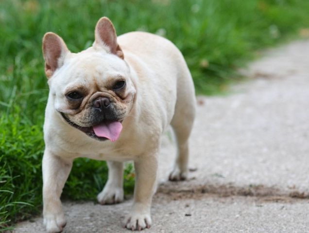 法國鬥牛犬缺點